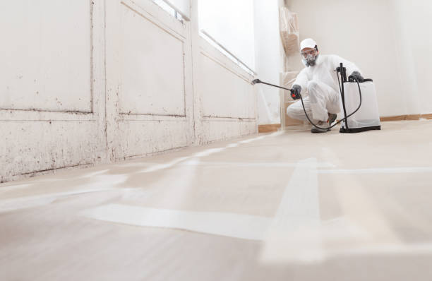 24/7 Emergency Basement Mold Remediation experts in Bloomington, MN